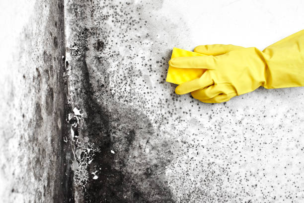 Best Residential Mold Removal  in Gruetli Laager, TN