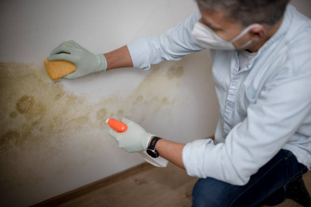 Best Best Mold Removal Companies  in Gruetli Laager, TN