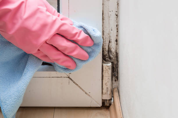 Best Commercial Mold Removal  in Gruetli Laager, TN