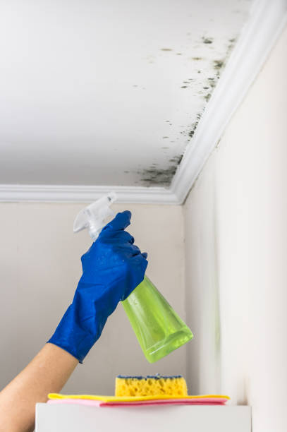 Best Mold Damage Repair  in Gruetli Laager, TN