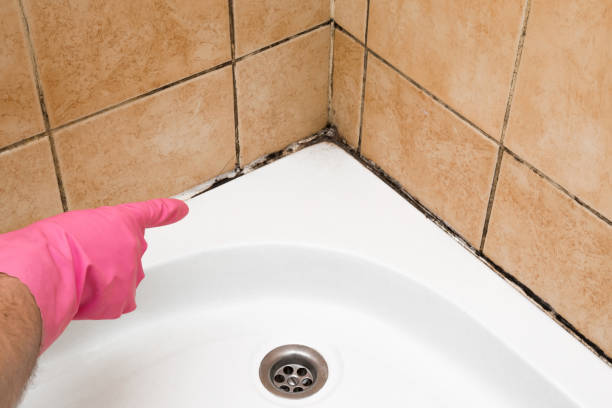 Best Black Mold Removal  in Gruetli Laager, TN